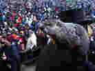Punxsutawney Phil climbs on the shoulder of handler John Griffiths. The groundhog did not see his shadow during the 127th Groundhog Day Celebration in Punxsutawney, Pa., on Saturday.
