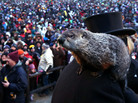 Punxsutawney Phil climbs on the shoulder of handler John Griffiths. The groundhog did not see his shadow during the 127th Groundhog Day Celebration in Punxsutawney, Pa., on Saturday. Punxsutawney Phil climbs on the shoulder of handler John Griffiths. The groundhog did not see his shadow during the 127th Groundhog Day Celebration in Punxsutawney, Pa., on Saturday.