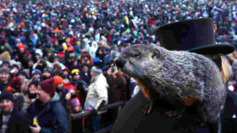 Punxsutawney Phil climbs on the shoulder of handler John Griffiths. The groundhog did not see his shadow during the 127th Groundhog Day Celebration in Punxsutawney, Pa., on Saturday.