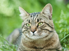 A domestic cat resting outdoors in the green grass. A domestic cat resting outdoors in the green grass.