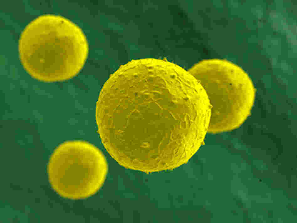 Scientists have seen promise in the potential of stem cells, but not everyone agrees stem cell replacement therapy is ready for prime time. Scientists have seen promise in the potential of stem cells, but not everyone agrees stem cell replacement therapy is ready for prime time.