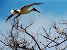 A wood stork soars over its nest in Corkscrew Swamp Sanctuary near Fort Myers, Fla., in 2008, as baby wood storks wait in their nest for an adult to bring food. A wood stork soars over its nest in Corkscrew Swamp Sanctuary near Fort Myers, Fla., in 2008, as baby wood storks wait in their nest for an adult to bring food.