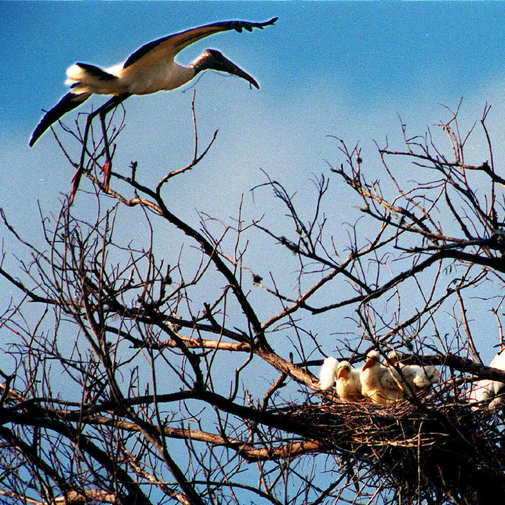 A wood stork soars over its nest in Corkscrew Swamp Sanctuary near Fort Myers, Fla., in 2008, as baby wood storks wait in their nest for an adult to bring food.