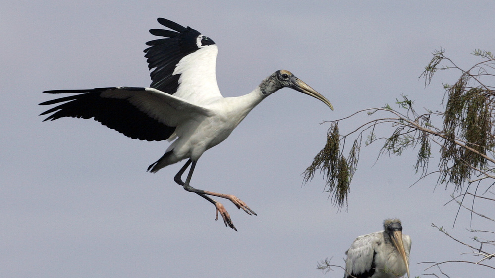 A wood stork prepares to land in a tree at Big Cypress National Preserve in Florida in 2005. The bird's wingspan can reach more than six feet.