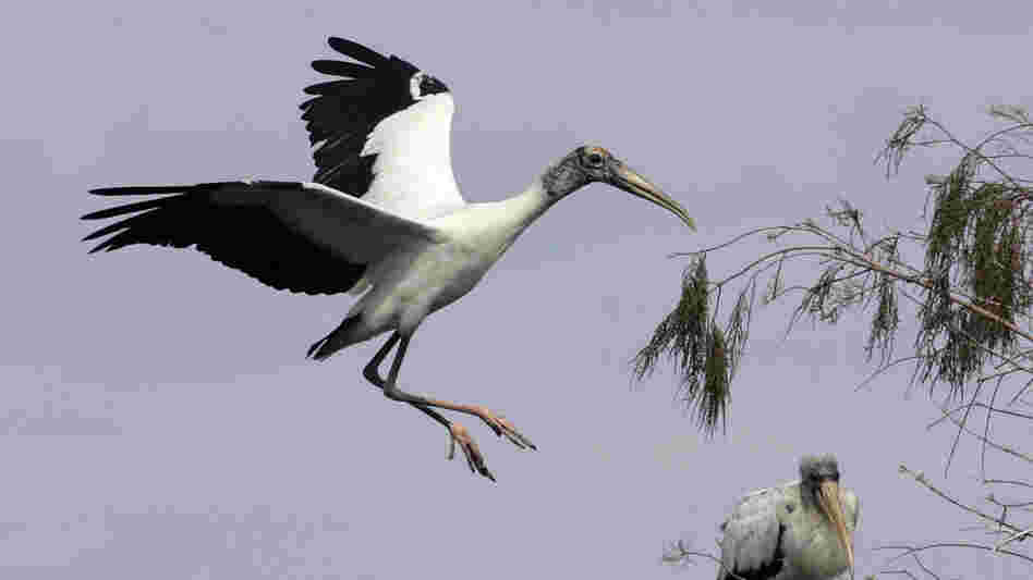 A wood stork prepares to land in a tree at Big Cypress National Preserve in Florida in 2005. The bird's wingspan can reach more than six feet.
