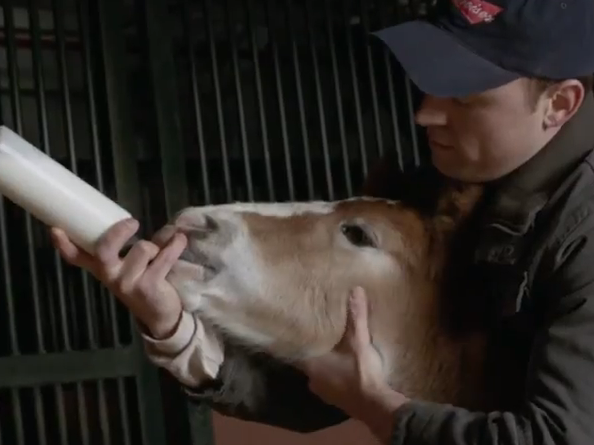 Budweiser's Super Bowl spot won top favorite among many.