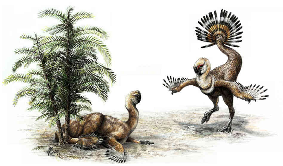 Oviraptorosaur shook it's tail feathers to impress the ladies. Oviraptorosaur shook it's tail feathers to impress the ladies.