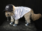 Maltipoo Shaggy is dressed as a Yankees fan at the Tompkins Square Halloween Dog Parade in New York City last year. Commentator Frank Deford says the Yankees are turning into a home for the assisted living. Maltipoo Shaggy is dressed as a Yankees fan at the Tompkins Square Halloween Dog Parade in New York City last year. Commentator Frank Deford says the Yankees are turning into a home for the assisted living.