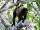 A brown woolly monkey and its baby in the Yasuni National Park.