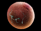 Human sperm race to fertilize an egg. Human sperm race to fertilize an egg.