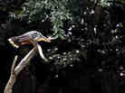 Pay up, or the bird gets it. (A hoatzin perches on a branch in Yasuni National Park.)