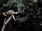 Pay up, or the bird gets it. (A hoatzin perches on a branch in Yasuni National Park.) Pay up, or the bird gets it. (A hoatzin perches on a branch in Yasuni National Park.)