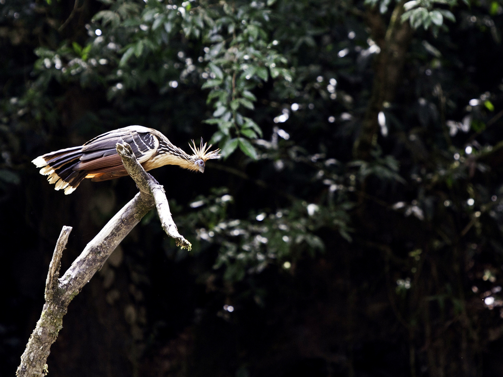 Pay up, or the bird gets it. (A hoatzin perches on a branch in Yasuni National Park.)