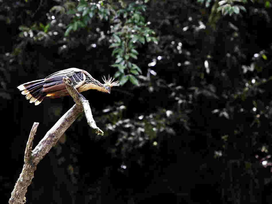 Pay up, or the bird gets it. (A hoatzin perches on a branch in Yasuni National Park.)