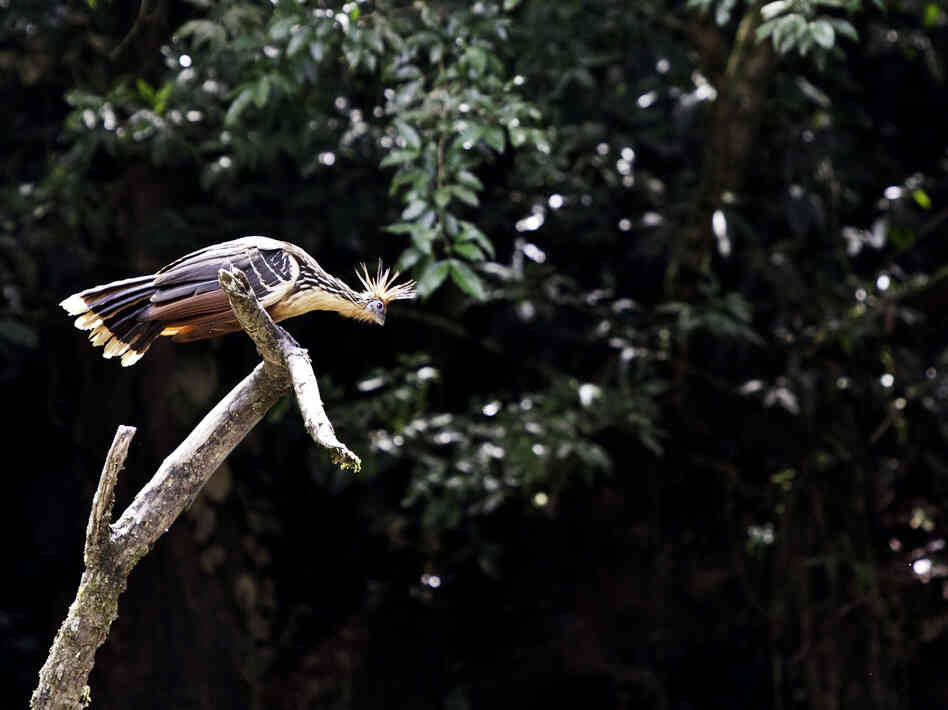 Pay up, or the bird gets it. (A hoatzin perches on a branch in Yasuni National Park.)