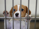 A dog eagerly awaits adoption in an animal shelter. A dog eagerly awaits adoption in an animal shelter.