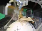 That's a moth controlling that robot. But don't worry. That's a moth controlling that robot. But don't worry.