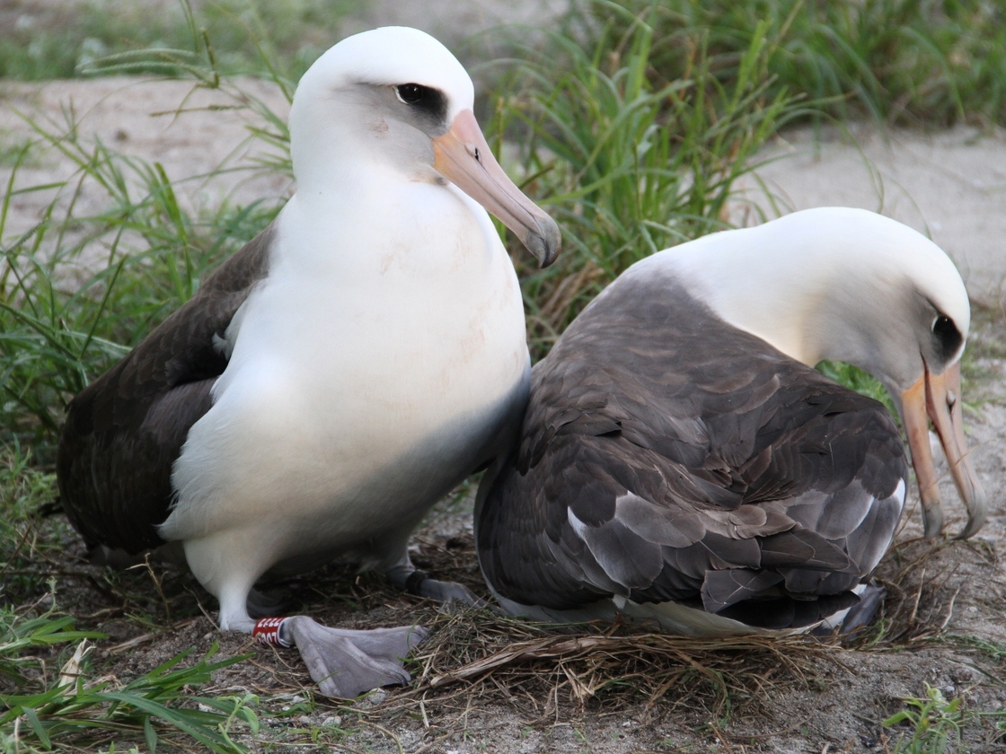 Wisdom (left) and her mate on their nest last November at the Midway Atoll National Wildlife Refuge.