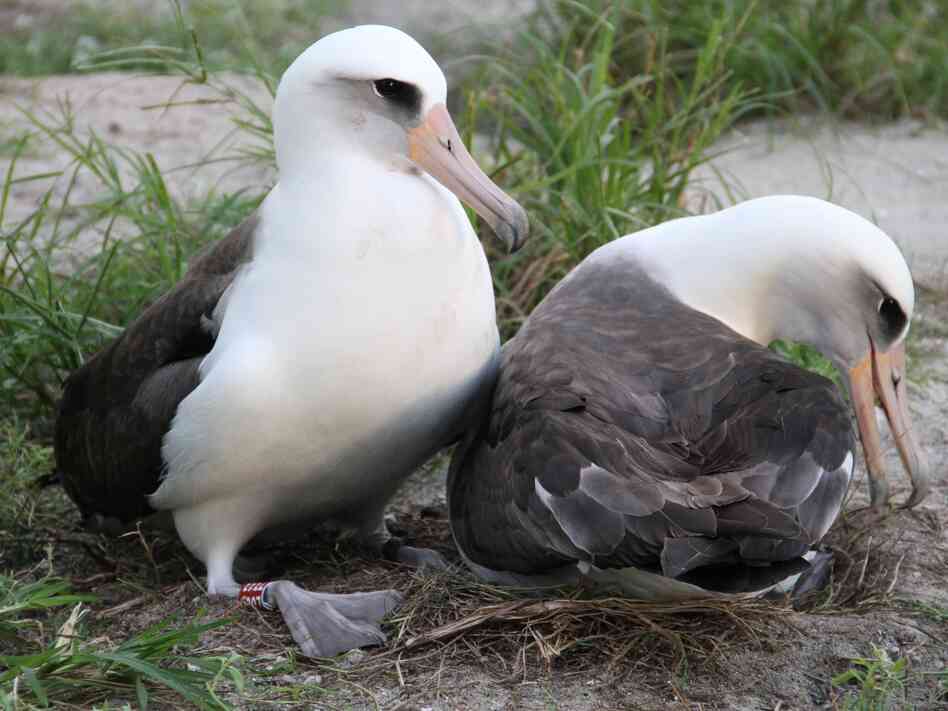 Wisdom (left) and her mate on their nest last November at the Midway Atoll National Wildlife Refuge.