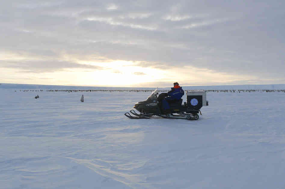 Hubert and two other researchers traveled 30 miles to find the penguins.