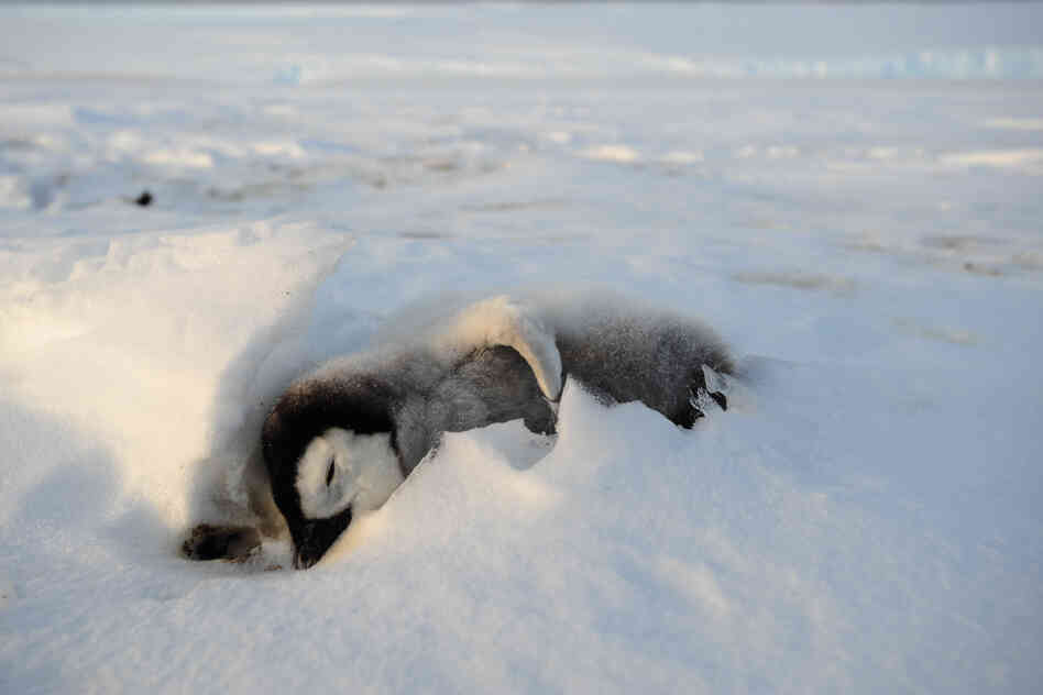 The team found one penguin chick that didn't make it.
