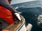 Capt. Art Gaeten holds a blue shark that was caught during a research trip in Nova Scotia. Scientists are studying the impact of swordfish fishing methods on the shark population. Capt. Art Gaeten holds a blue shark that was caught during a research trip in Nova Scotia. Scientists are studying the impact of swordfish fishing methods on the shark population.