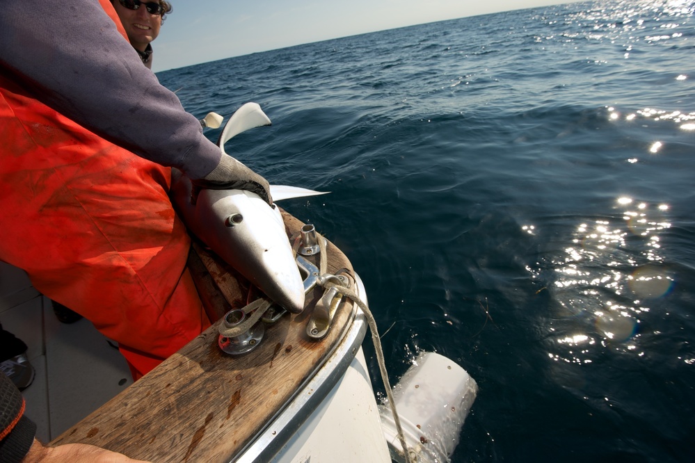 Captain Art Gaeten holds a blue shark that was caught during a research trip in Nova Scotia, Canada. Scientists are studying the impact swordfish fishing methods has on the shark population.