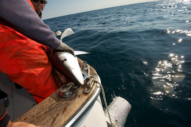 Capt. Art Gaeten holds a blue shark that was caught during a research trip in Nova Scotia. Scientists are studying the impact of swordfish fishing methods on the shark population.