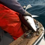 Capt. Art Gaeten holds a blue shark that was caught during a research trip in Nova Scotia. Scientists are studying the impact of swordfish fishing methods on the shark population.