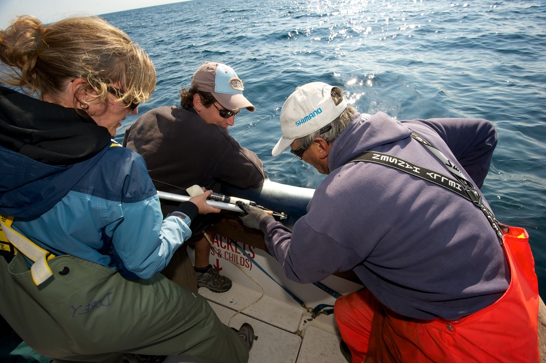 Shark charter operator Art Gaeten (right) and recreational shark fisherman Shawn Knowles struggle to hold a blue shark in position while shark biologist Anna Dorey attaches a satellite tag to its back. Researchers say about five blue sharks are caught for every one swordfish. Scientists are trying to determine what happens to the sharks after they are released. Shark charter operator Art Gaeten (right) and recreational shark fisherman Shawn Knowles struggle to hold a blue shark in position while shark biologist Anna Dorey attaches a satellite tag to its back. Researchers say about five blue sharks are caught for every one swordfish. Scientists are trying to determine what happens to the sharks after they are released.