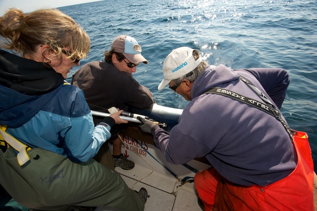 Shark charter operator Art Gaeten (right) and recreational shark fisherman Shawn Knowles struggle to hold a blue shark in position while shark biologist Anna Dorey attaches a satellite tag to its back. Researchers say about five blue sharks are caught for every one swordfish. Scientists are trying to determine what happens to the sharks after they are released.