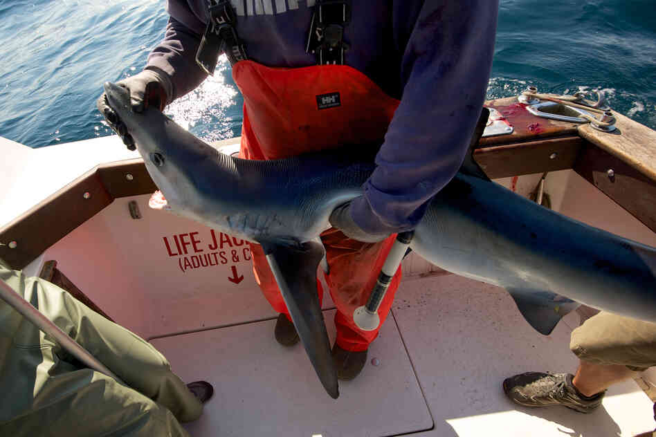 Capt. Art Gaeten holds a blue shark caught off the coast of Nova Scotia during a research outing. Studies show that 35 percent of sharks caught by swordfish boats die either on the hook or within days of release. Capt. Art Gaeten holds a blue shark caught off the coast of Nova Scotia during a research outing. Studies show that 35 percent of sharks caught by swordfish boats die either on the hook or within days of release.