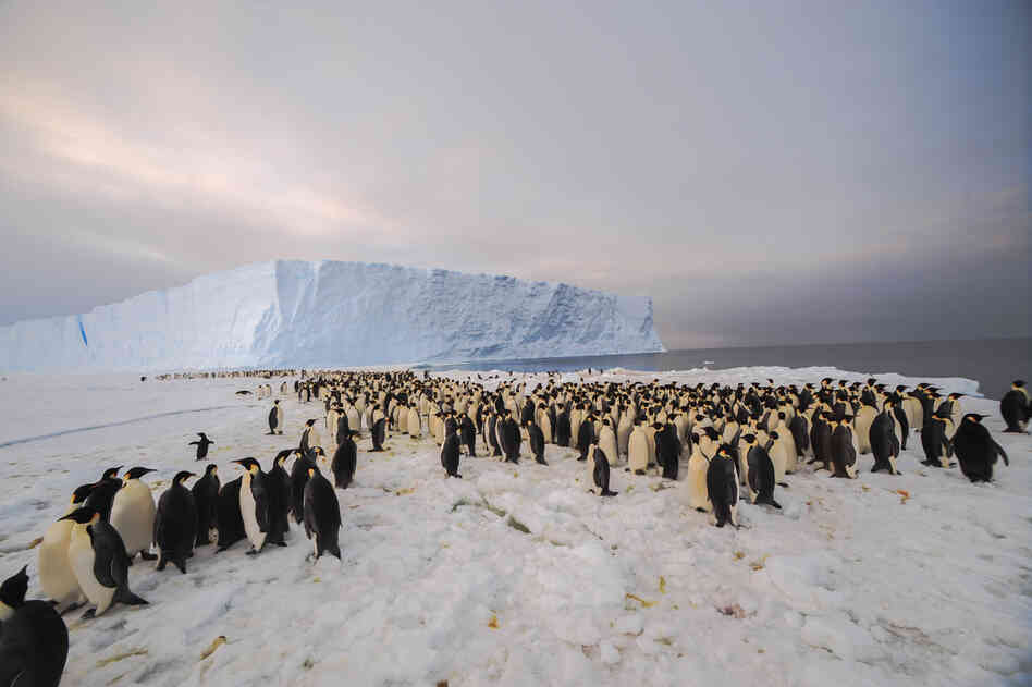 The colony of emperor penguins was first discovered in satellite imagery by scientists from the British Antarctic Survey in 2009.