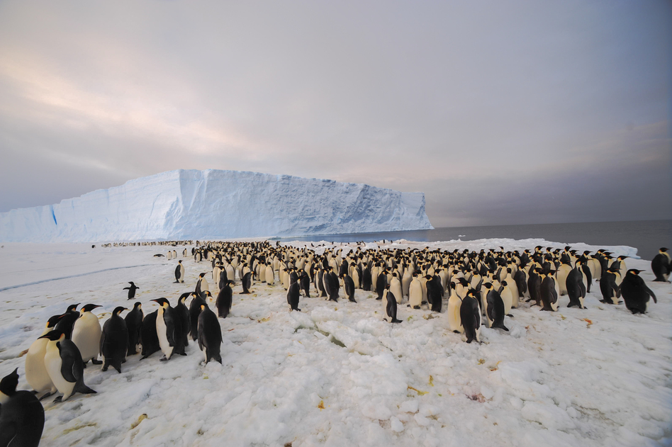 While Studying Ice, Researchers Discover Huge Penguin Colony