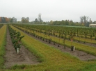 Oregon State University has been growing a variety of hazelnut trees over the years to develop blight-resistant breeds. Oregon State University has been growing a variety of hazelnut trees over the years to develop blight-resistant breeds.