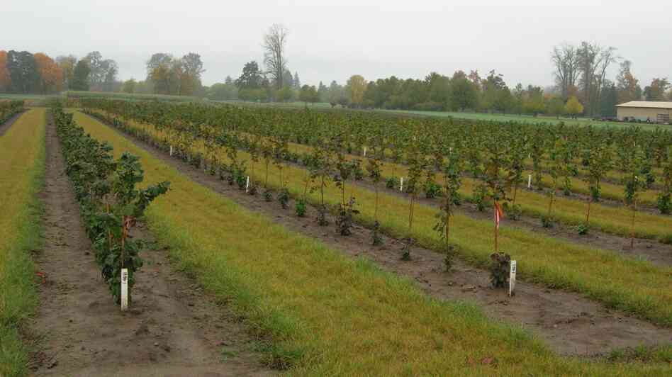 growing resistance oregon hazelnuts battle blight the salt npr Growing Hazelnuts in the Garden 948x532 growing resistance oregon hazelnuts battle blight the salt npr Growing Hazelnuts in the Garden 948x532
