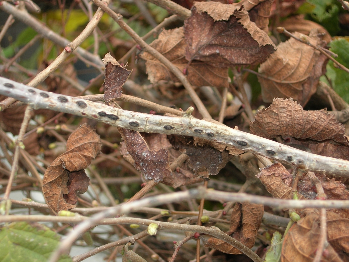 Trees infected with Eastern filbert blight develop cankers that will kill of its branches.