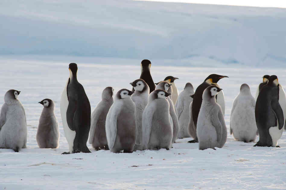 Adults and chicks at the newly discovered emperor penguin colony. The animals had never had human contact. 