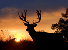 A deer at sunset A deer at sunset