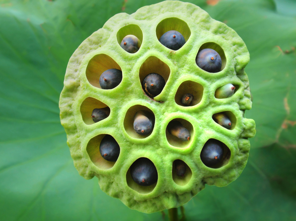 Beautiful or creepy? A recent survey found that a site of lotus seed head makes about 15 percent of people uncomfortable or even repulsed.