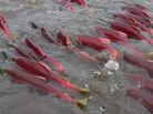 Bright red sockeye salmon swim up the Fraser River to the stream where they were hatched. Bright red sockeye salmon swim up the Fraser River to the stream where they were hatched.