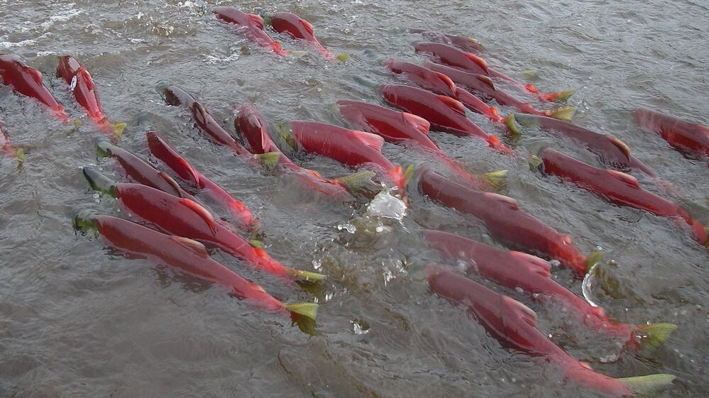 Bright red sockeye salmon swim up the Fraser River to the stream where they were born.
