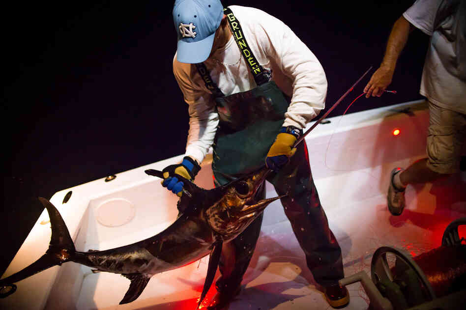 Dennis Roseman (left) and Jamie Manganello pull in a swordfish off the coast of Florida. The Day Boat Seafood company went through a complicated process to become certified as a sustainable fishery by the Marine Stewardship Council.