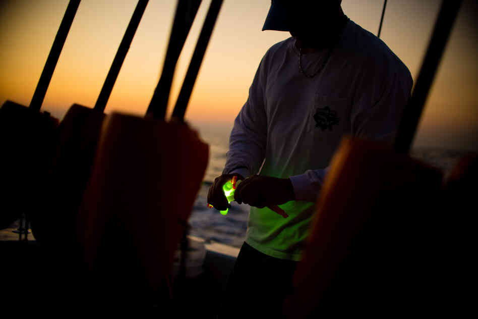 Glow sticks are cracked to be tied to fishing lines.