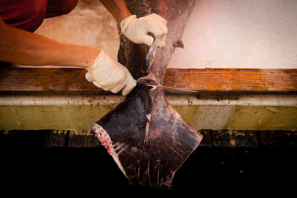 Day Boat Seafood says since getting certified as sustainable, they can now sell their swordfish for 10 percent more than competitors who aren't certified.