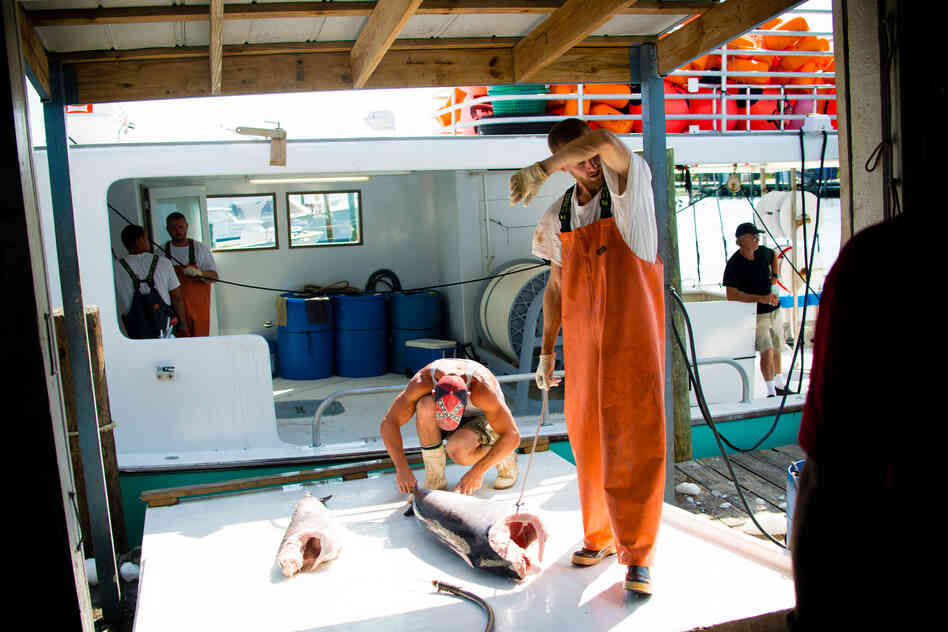 Workers unload thousands of pounds of fish from a long-line boat.