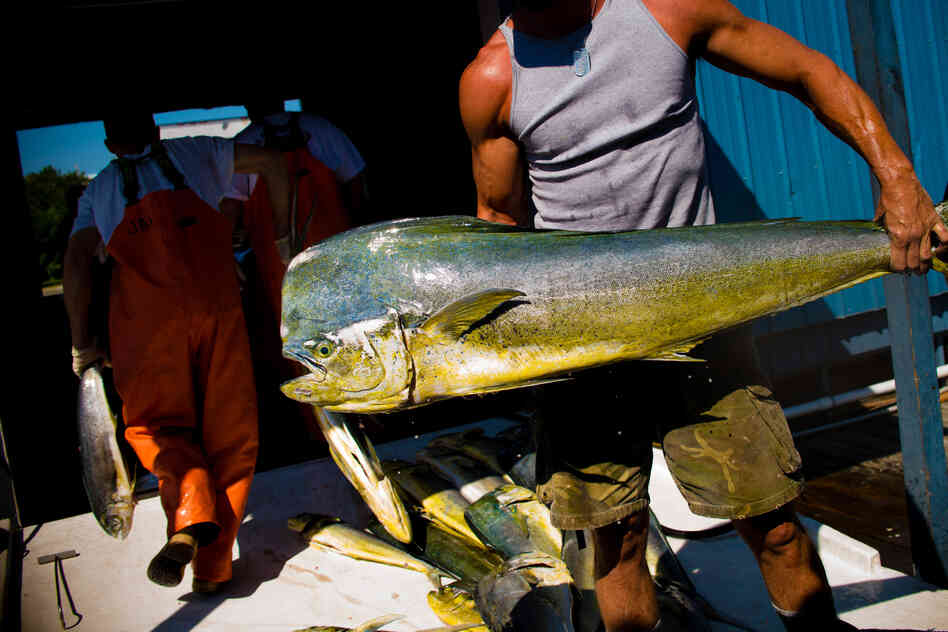 Fisheries that are certified as sustainable says they do not overfish, that they protect other kinds of life in the ocean, and that managers keep track of the latest research and adjust methods to minimize environmental impact.