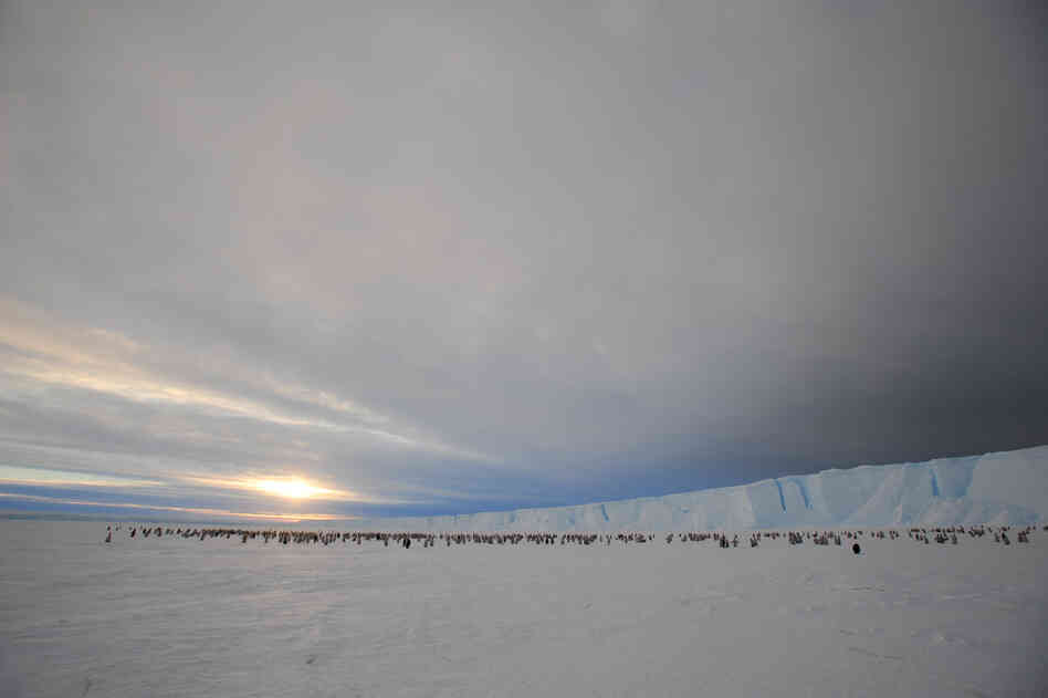 The colony lives on Antarctica's Princess Ragnhild Coast.