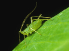 A Pea Aphid. A Pea Aphid.