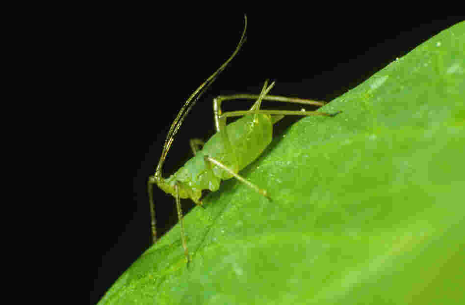 A Pea Aphid. A Pea Aphid.